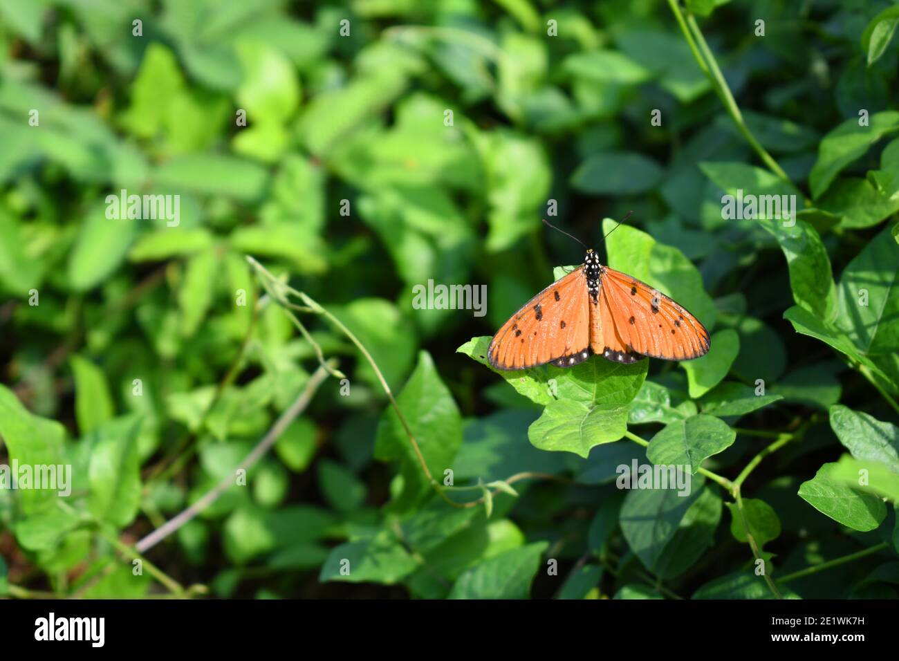Farfalla brulicante di coster Foto Stock