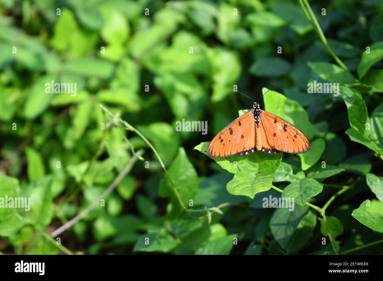 Farfalla brulicante di coster Foto Stock