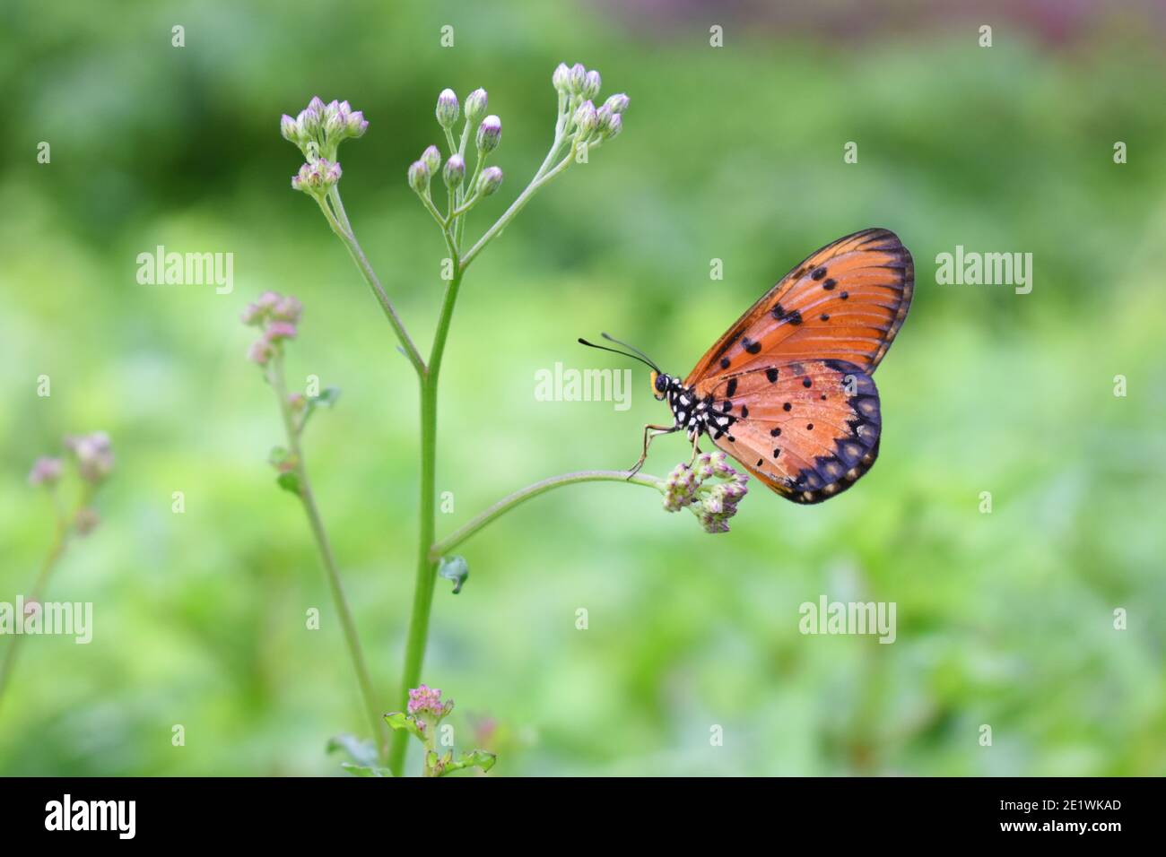 Farfalla brulicante di coster Foto Stock