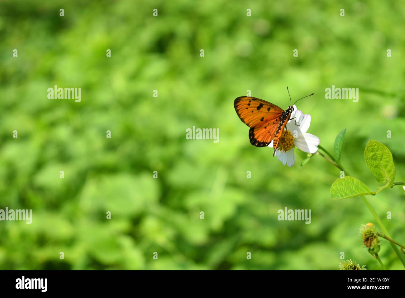Farfalla brulicante di coster Foto Stock