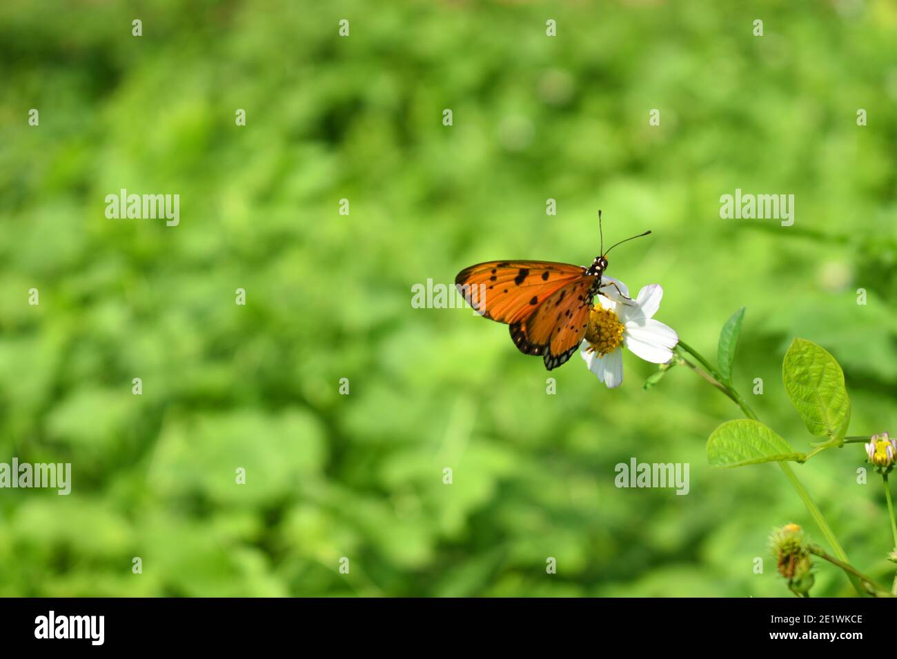 Farfalla brulicante di coster Foto Stock