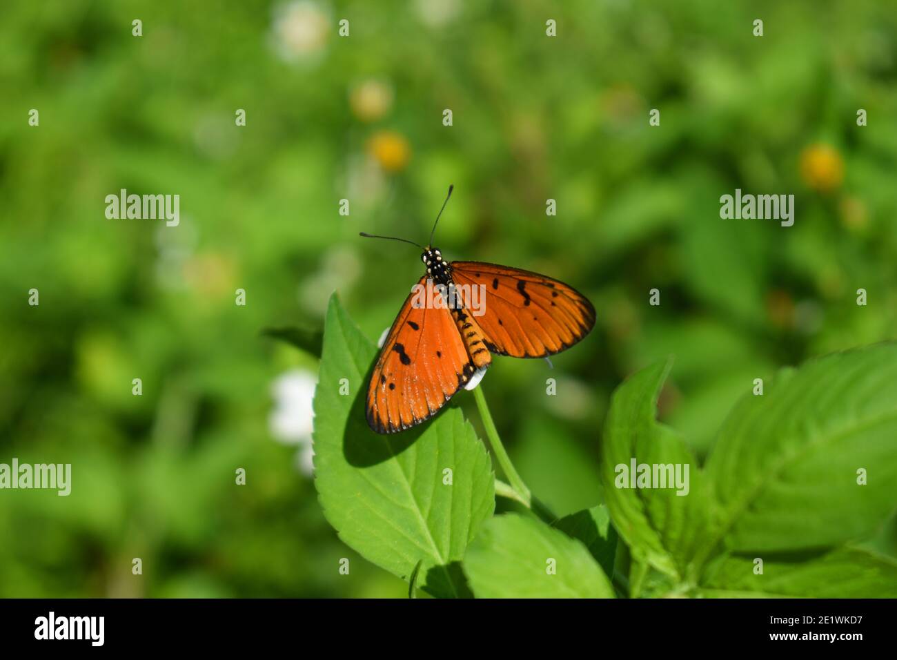 Farfalla brulicante di coster Foto Stock