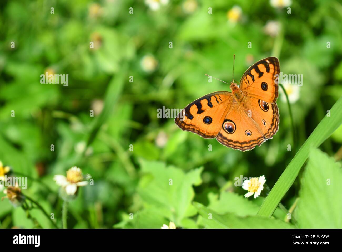 Peacock pansy butterfly Foto Stock