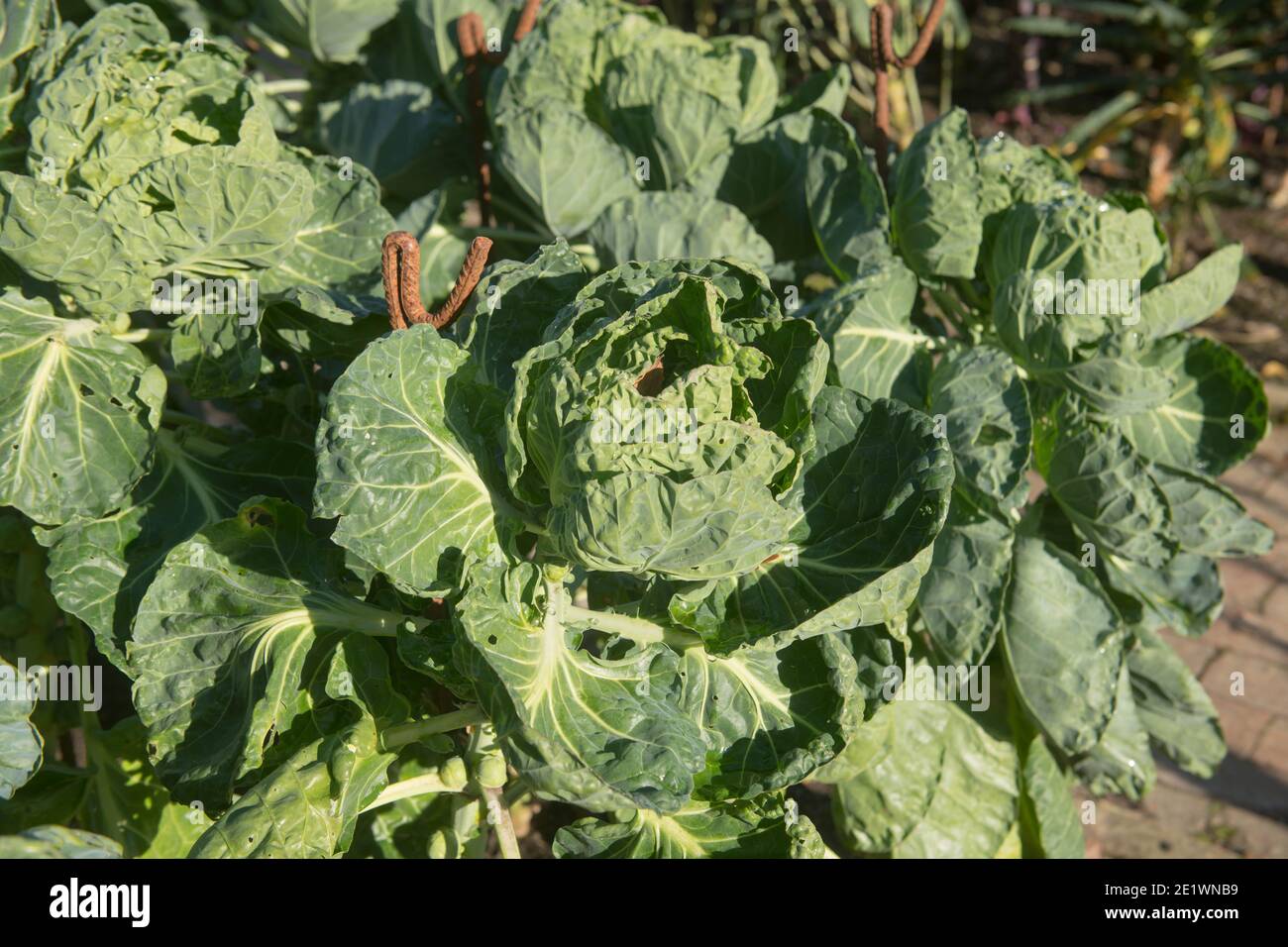 Home Grown Organic Autumn Brussels Sprout Plant (Brassica oleracea var. Gemmifera) Growing on an Allootment in a Vegetable Garden in Rural Devon Foto Stock