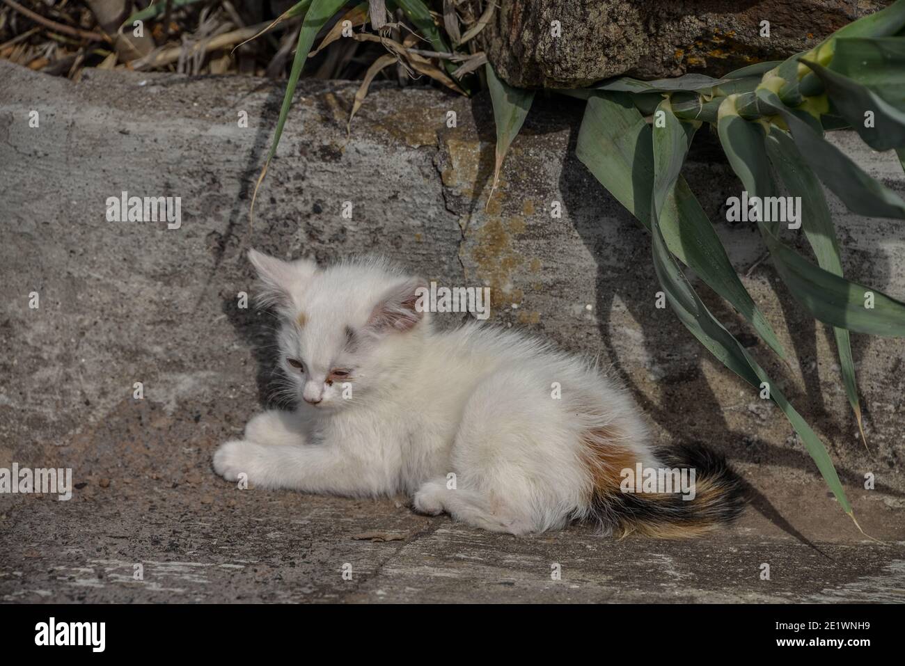 Katze, Achadas da Cruz, Madeira, Portogallo Foto Stock