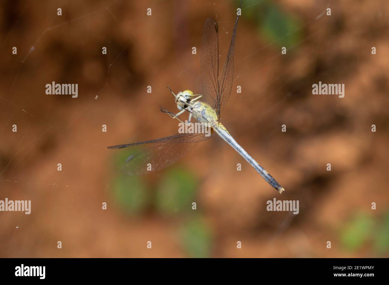 Una libellula è un insetto appartenente all'ordine Odonata, infraordine Anisoptera. Le libellule adulte sono caratterizzate da occhi grandi e sfaccettati. Foto Stock