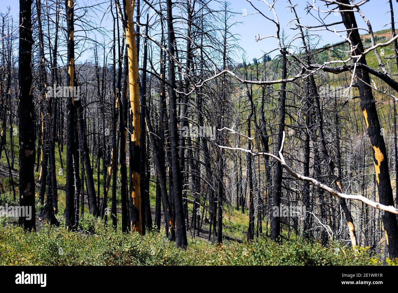 Montagna in recupero da fuoco selvatico, resti di alberi bruciati Foto Stock
