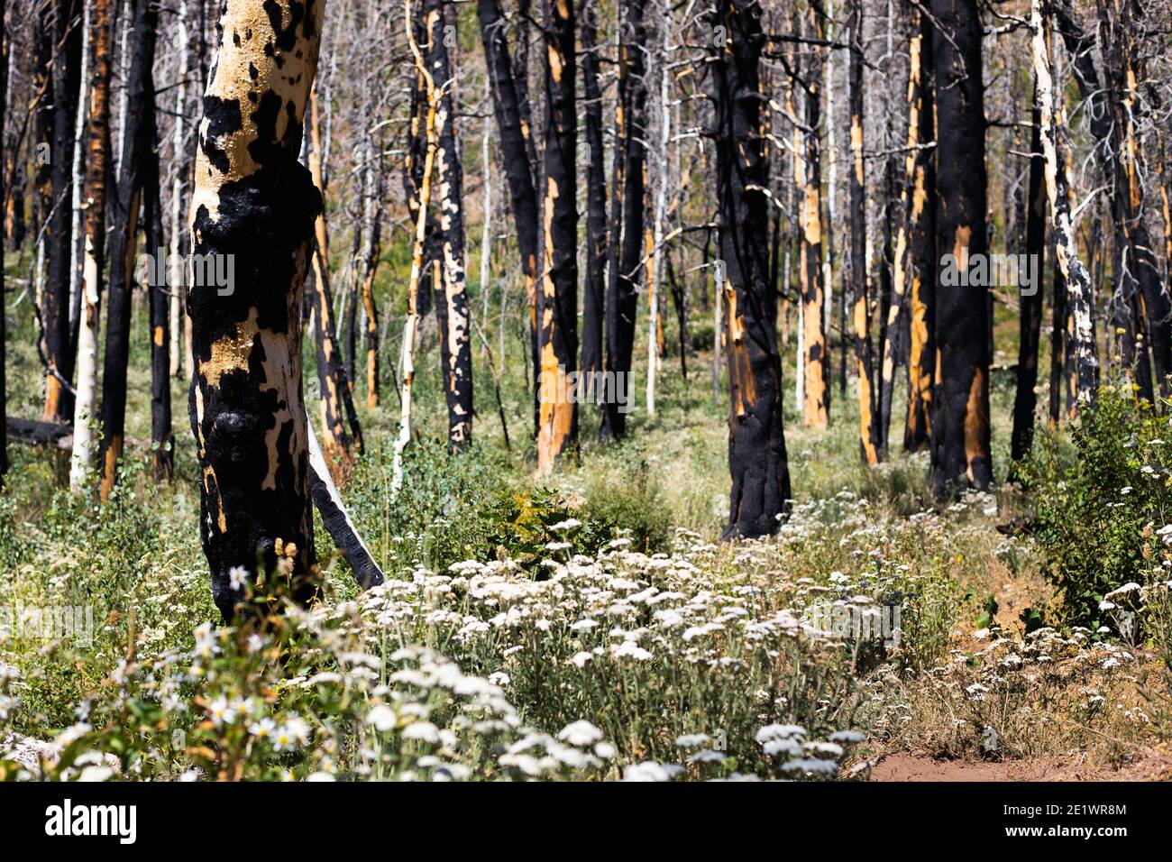 Montagna in recupero da fuoco selvatico, resti di alberi bruciati Foto Stock