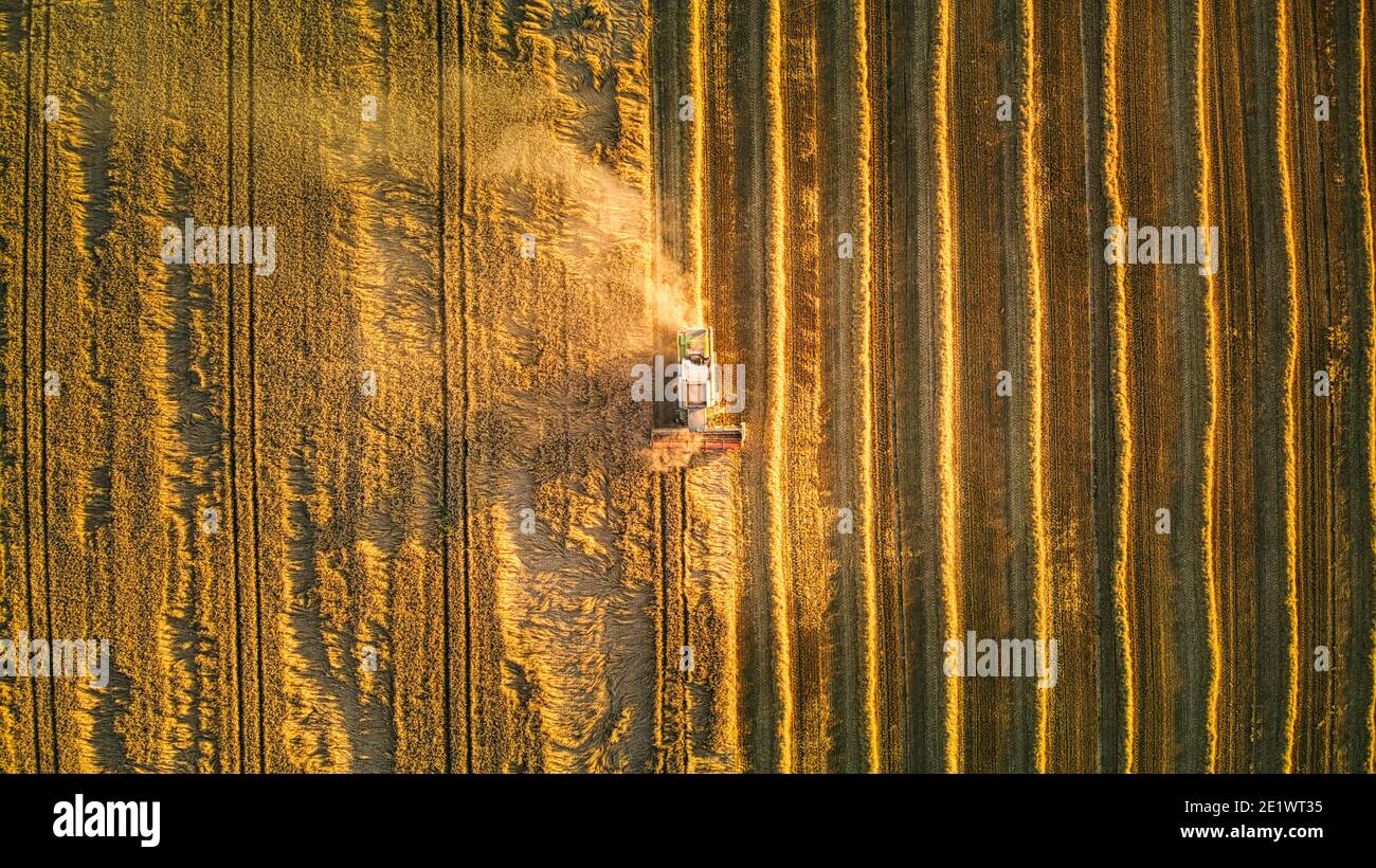 Trebbiatrice che raccoglie il grano da una prospettiva aerea dall'alto verso il basso in Lituania. Foto Stock