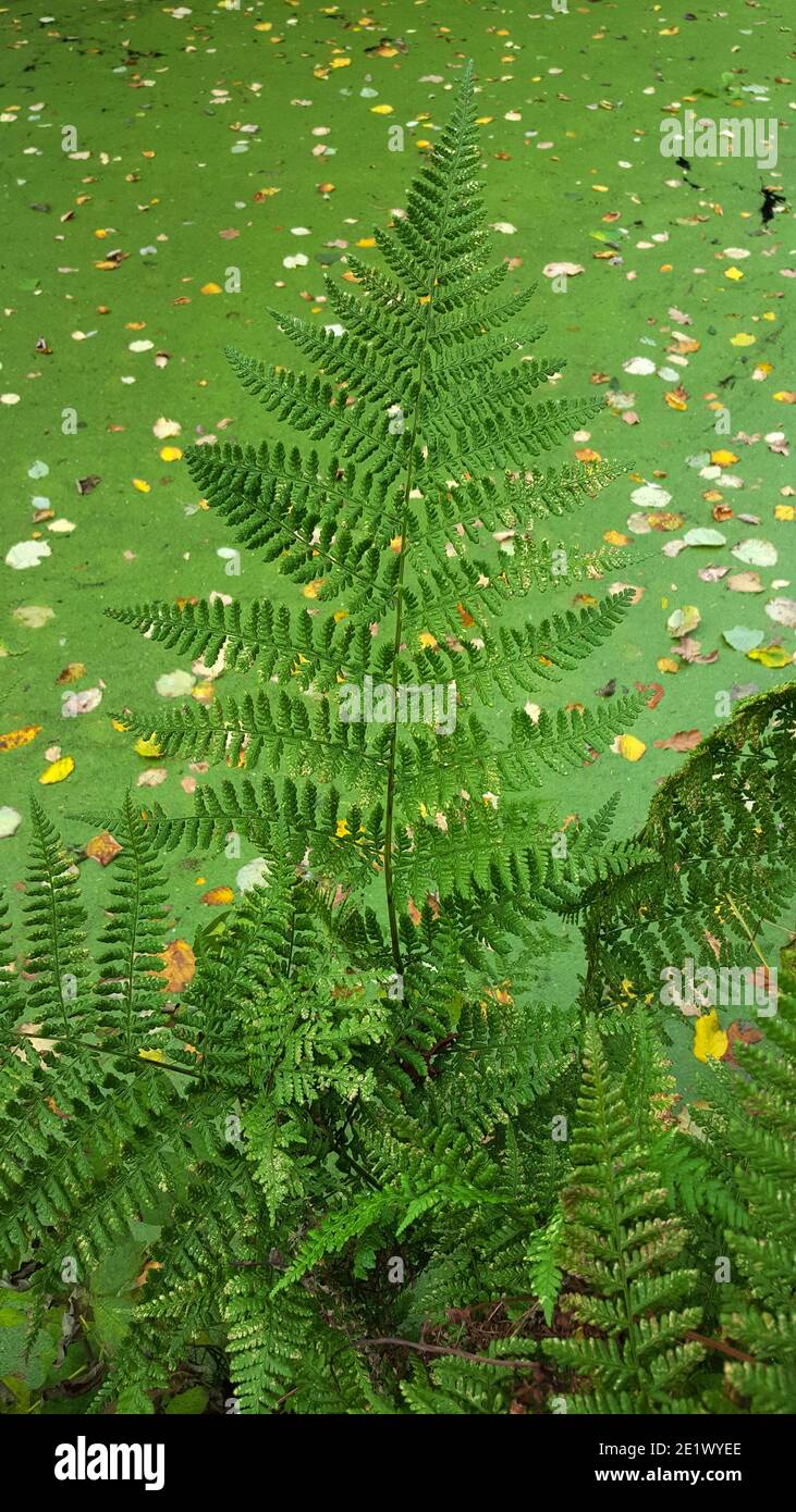 Foglia di felce (Athyrium filix-femina) su fossato coperto di anatre Foto Stock