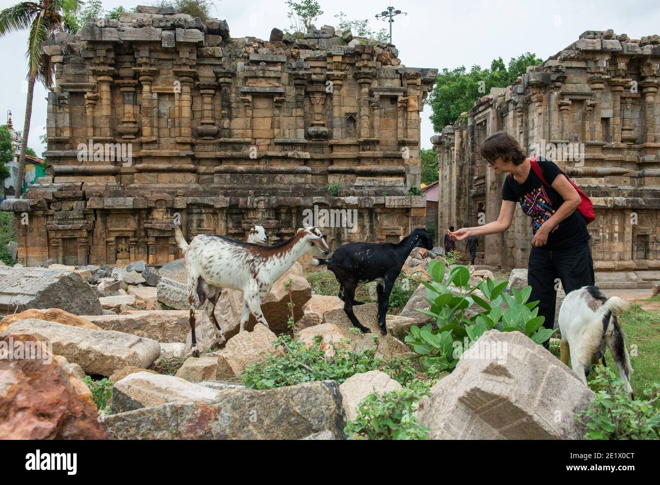 Darasuram, India - 18 agosto 2019: Turista occidentale che alimenta le capre al tempio di Airavatesvara. Foto Stock