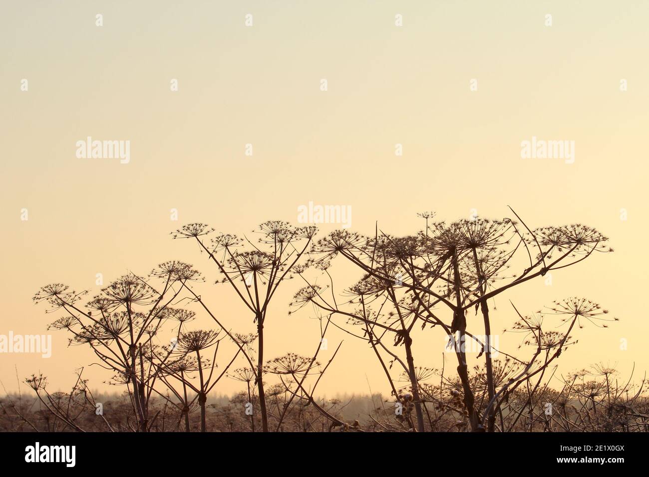 Silhouette di una zizzetta illuminata dal sole sullo sfondo di un cielo invernale gelido. Foto di scorta con spazio vuoto per testo e disegno, per carta da parati, Foto Stock