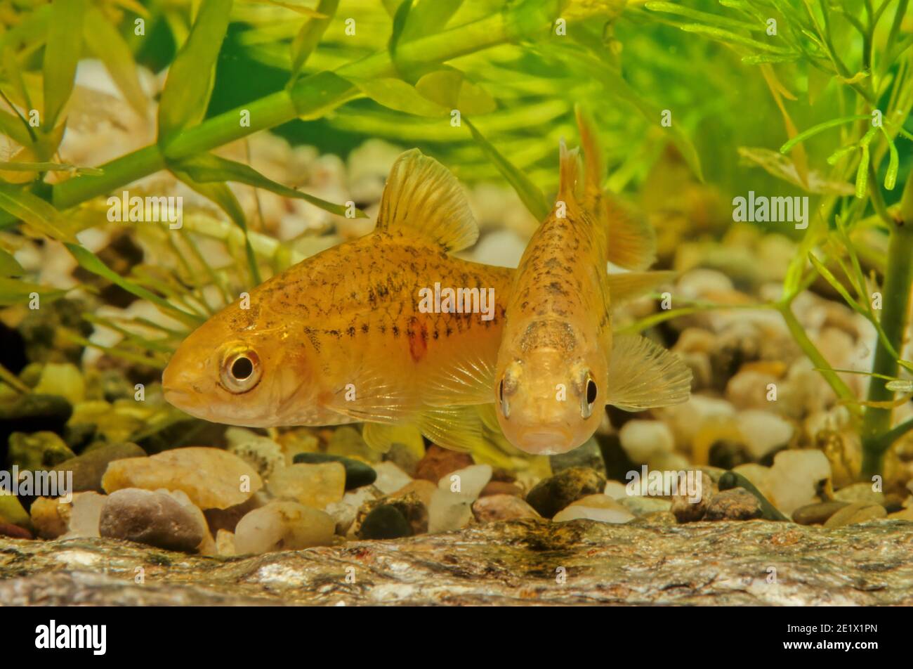 Barbodes semifasciolatus, la barbetta cinese, è una specie di pesce ciprinide originario del bacino del fiume Rosso nel sud-est asiatico, dove si trovano nella wa fresca Foto Stock