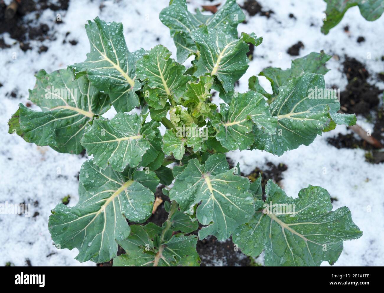 Cavolo Broccoli foglie germogliate viola, primo piano Foto Stock