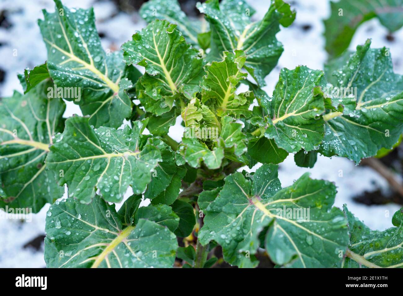 Cavolo Broccoli foglie germogliate viola, primo piano Foto Stock
