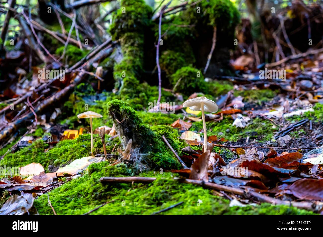 Piccoli funghi bianchi che crescono dopo la pioggia Foto Stock