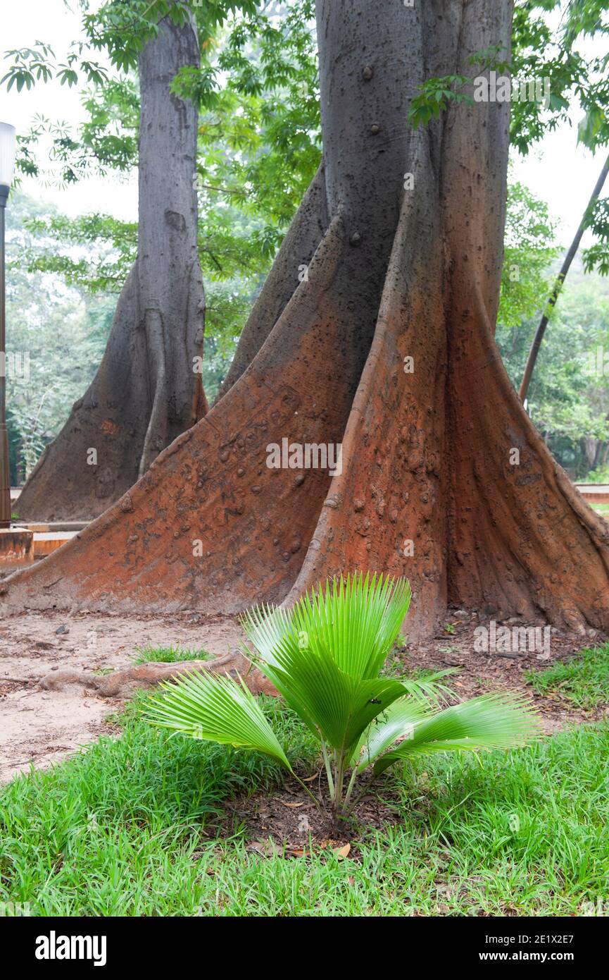 Pondicherry, India - Dicembre 2020: Il Giardino Botanico. Radici di rinforzo di un albero dipterocarp. Foto Stock