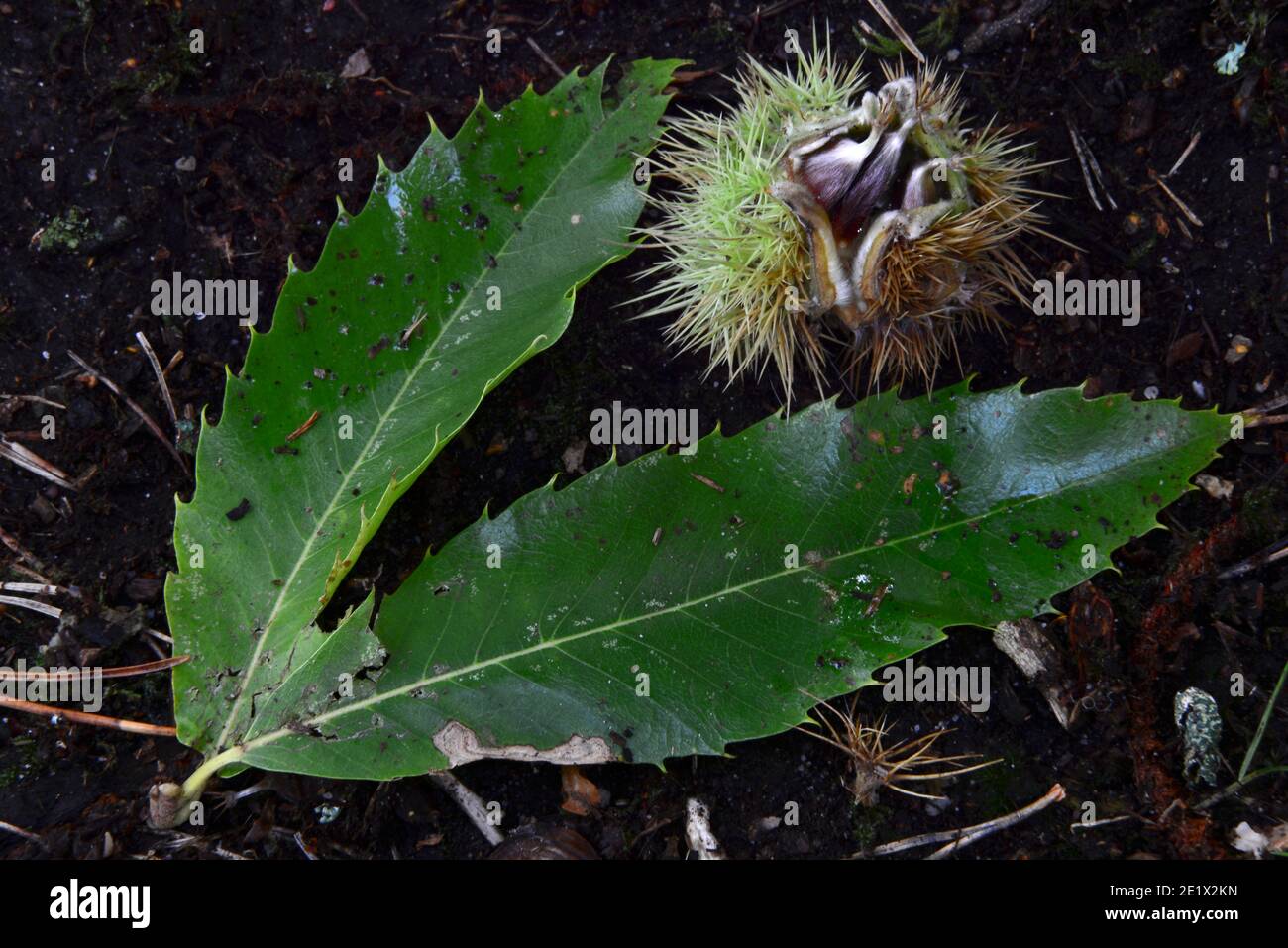 castagne dolci e fogliame Foto Stock