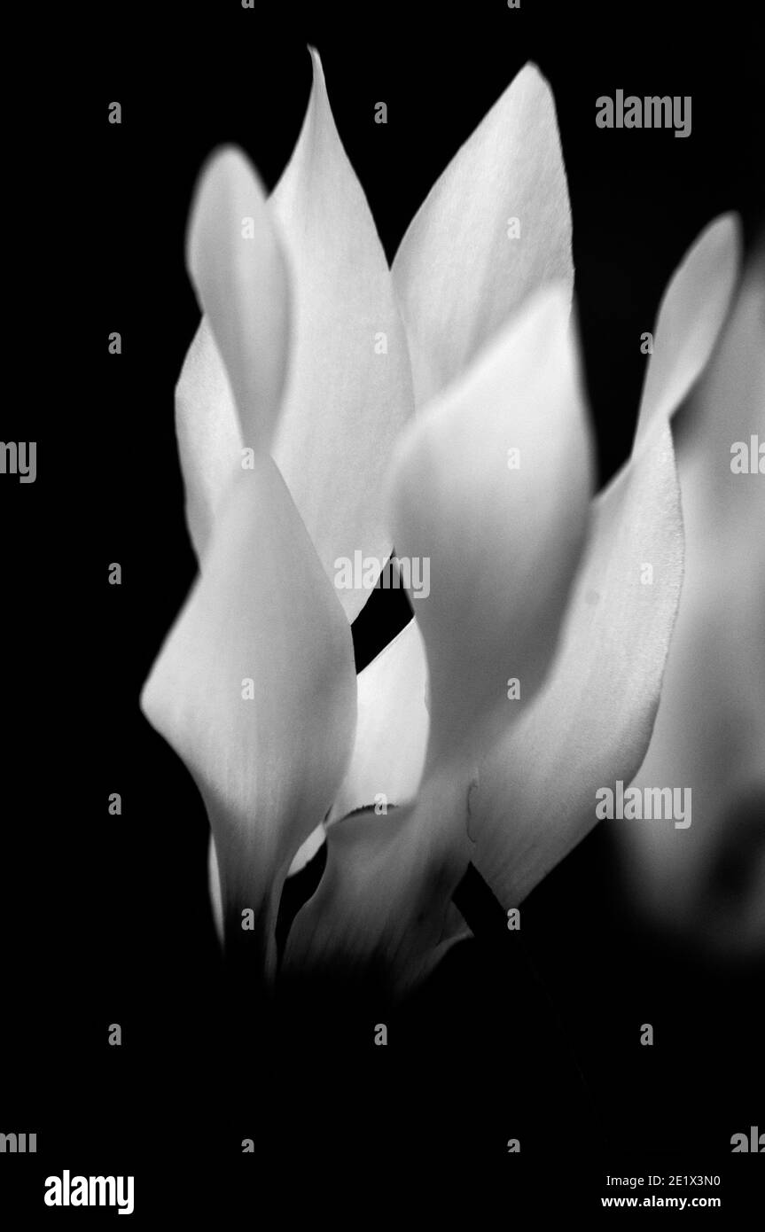 ritratto floreale artistico di un ciclamino bianco con sfondo nero Foto Stock