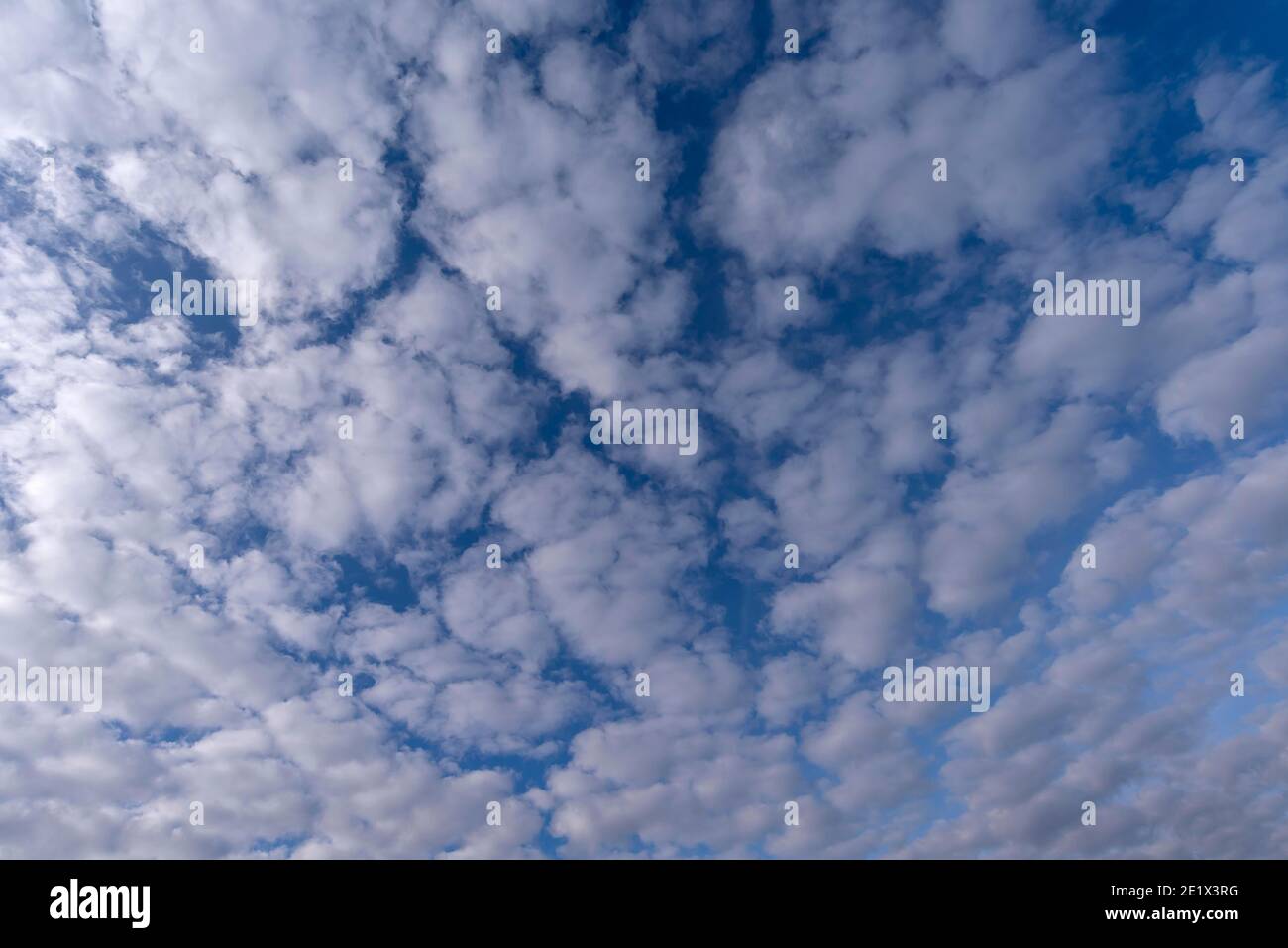 Nuvole di pecora, Altocumulus, Wallpaper, Baviera, Germania Foto Stock