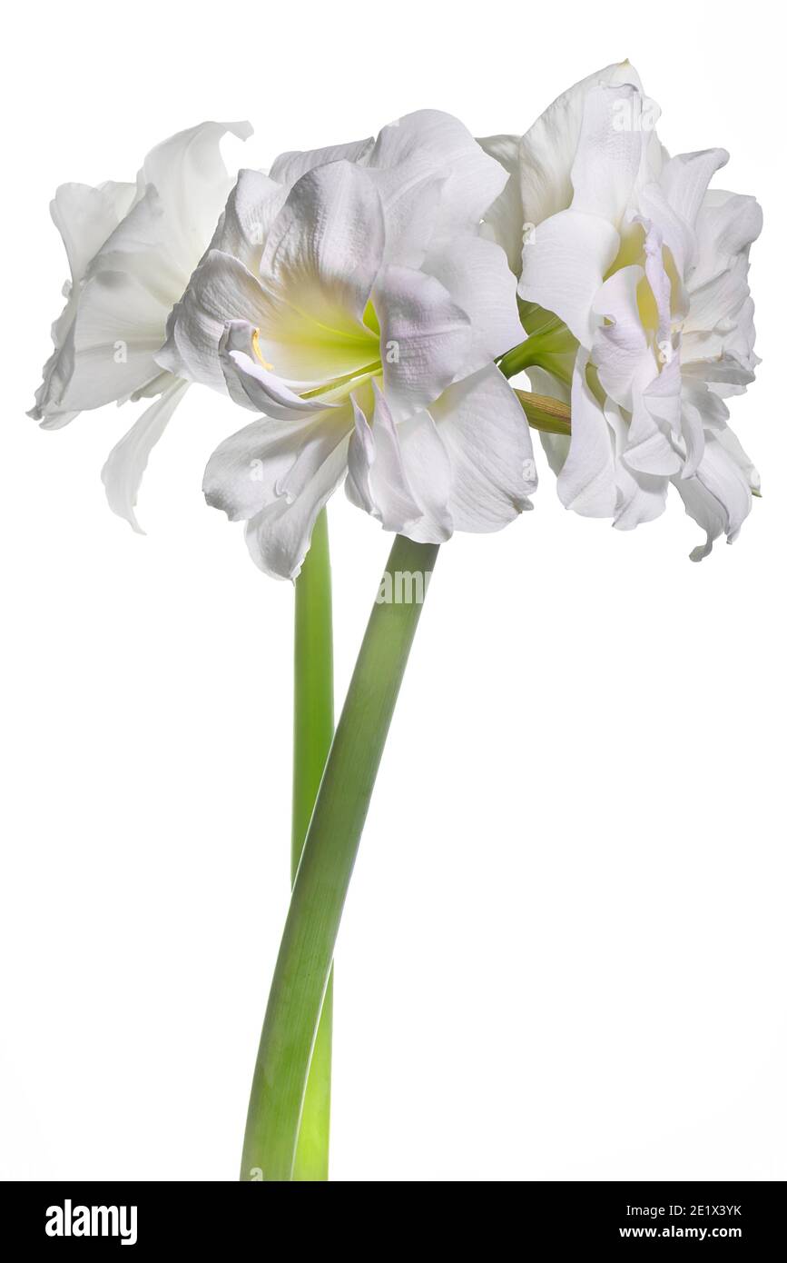 amaryllis bianco, stella cavaliere (Hippeastrum) su sfondo bianco Foto Stock