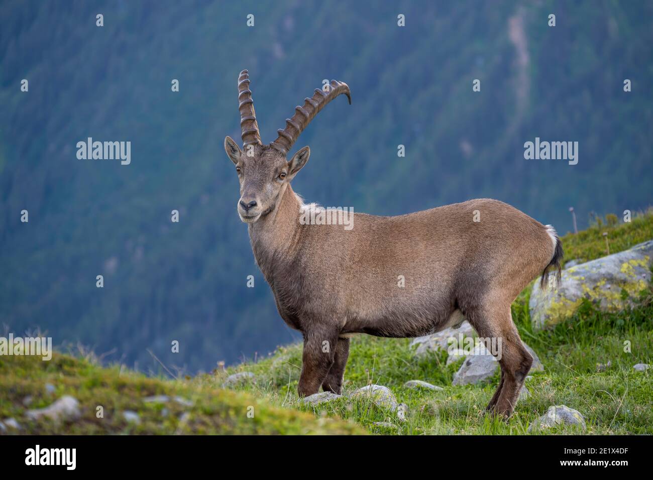 Alpine Ibex (Capra ibex) laeuft ueber Fels, Massiccio del Monte Bianco, Chamonix, Francia Foto Stock