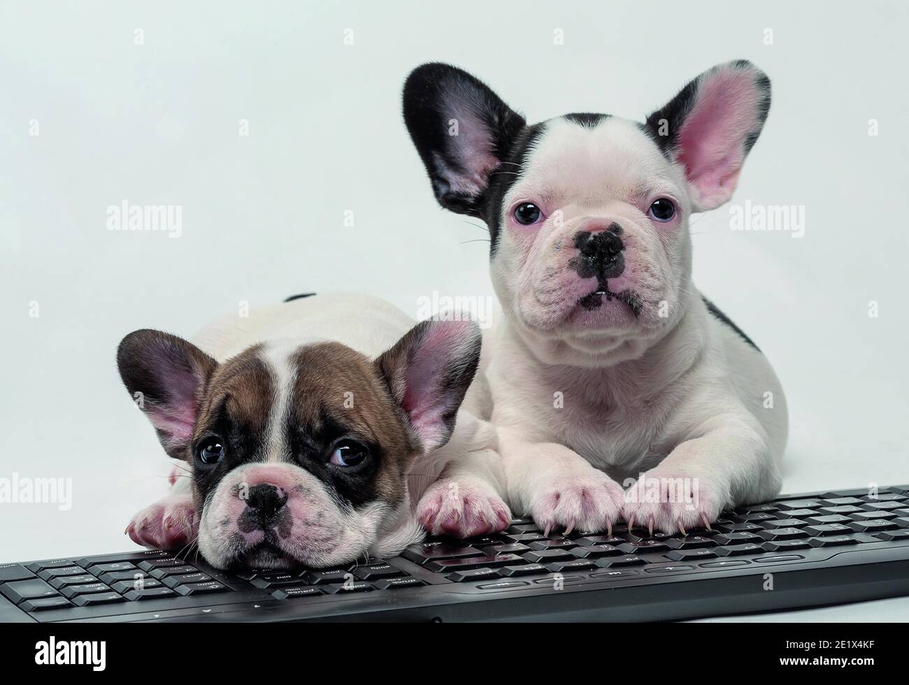 Bulldog francesi, fratelli, bianchi, marroni, neri, cuccioli, sdraiati sulla tastiera, riprese in studio Foto Stock
