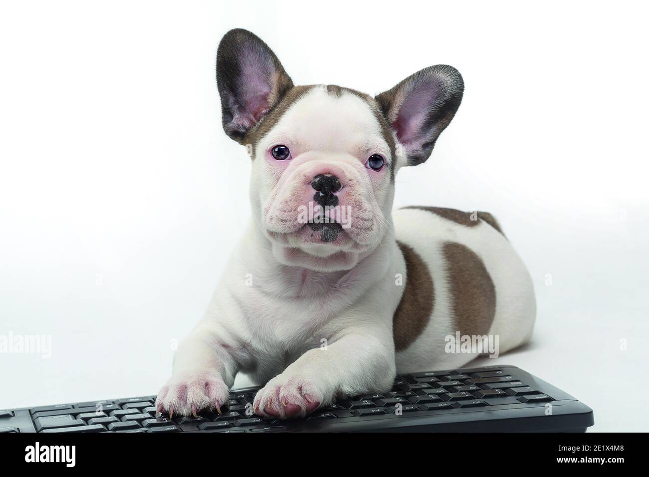 Bulldog francese, bianco, marrone, cucciolo, sdraiato sulla tastiera, scatto in studio Foto Stock