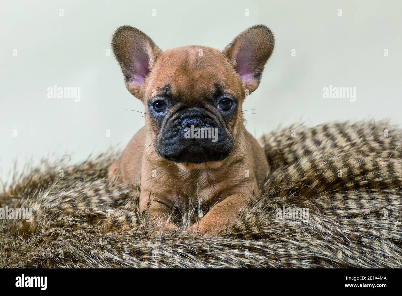 Bulldog francese, cucciolo, 7 settimane, marrone chiaro con faccia nera, cucciolo su pelliccia, scatto in studio Foto Stock