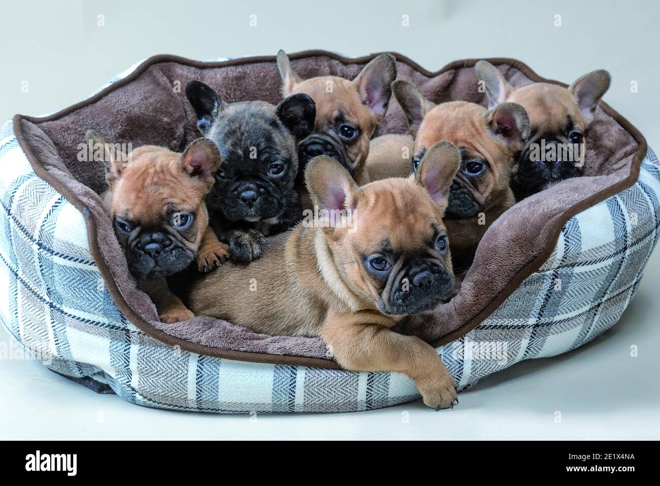 Bulldogs francesi, marrone chiaro con faccia nera, cuccioli, fratelli nel canestro, scatto in studio Foto Stock