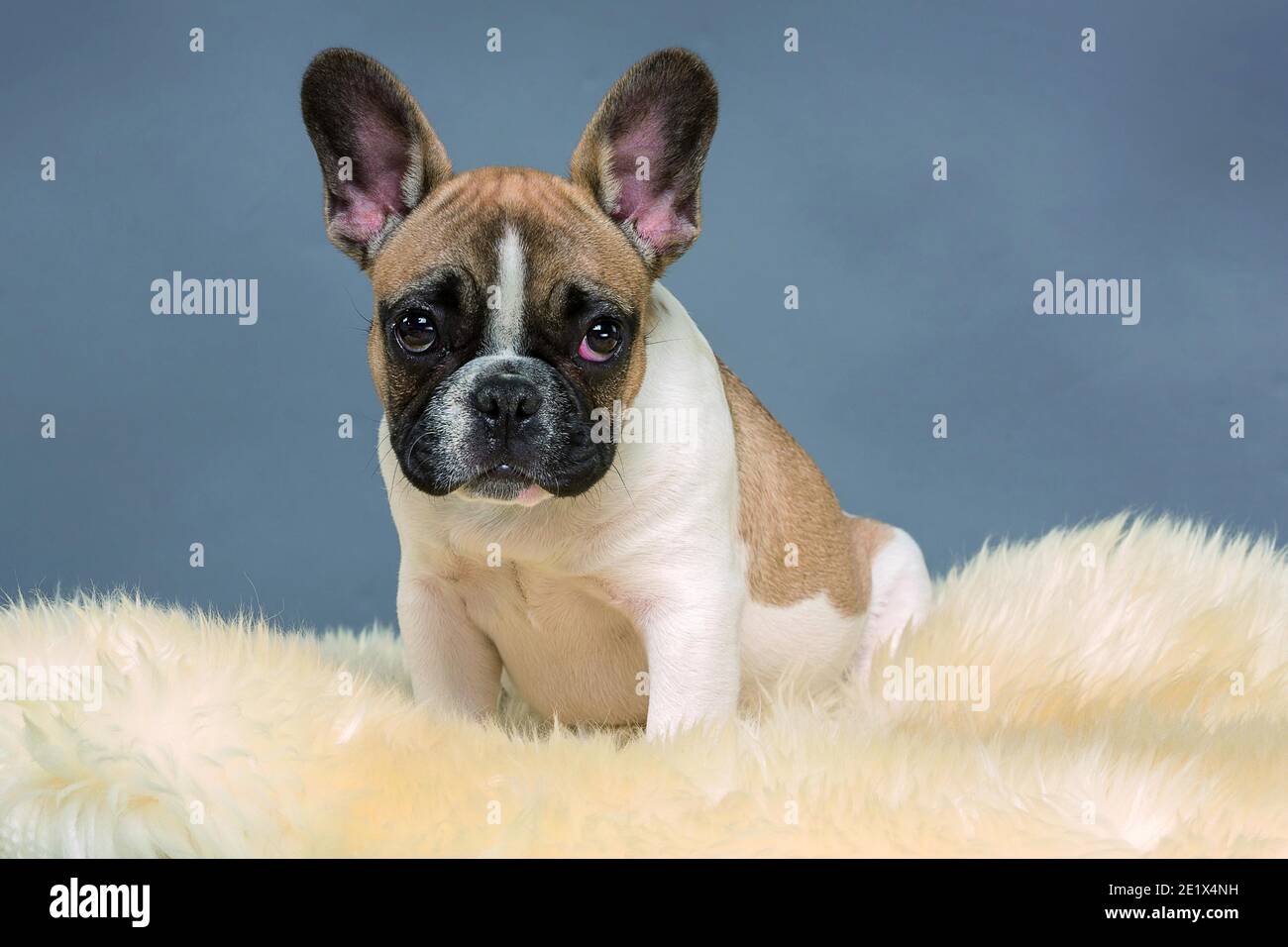 Bulldog francese, cucciolo, Bullys francese, bianco marrone chiaro e con volto scuro, seduta su pelliccia, fotografia in studio Foto Stock