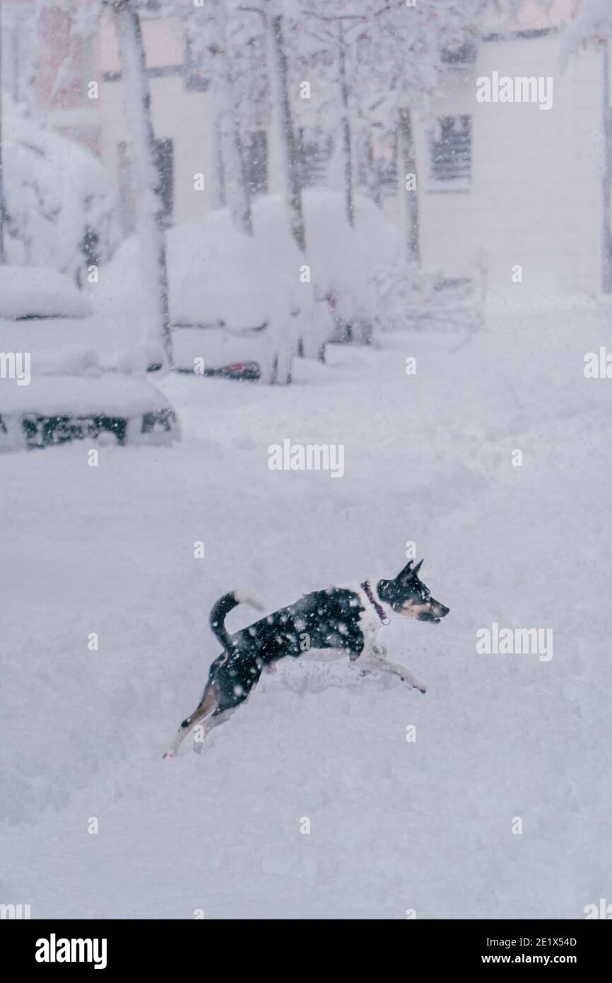 Madrid, Spagna - Gennaio 2021: Un cane che gioca in una strada della capitale della Spagna nel mezzo della tempesta di Filomena con più di 30 cm di neve Foto Stock