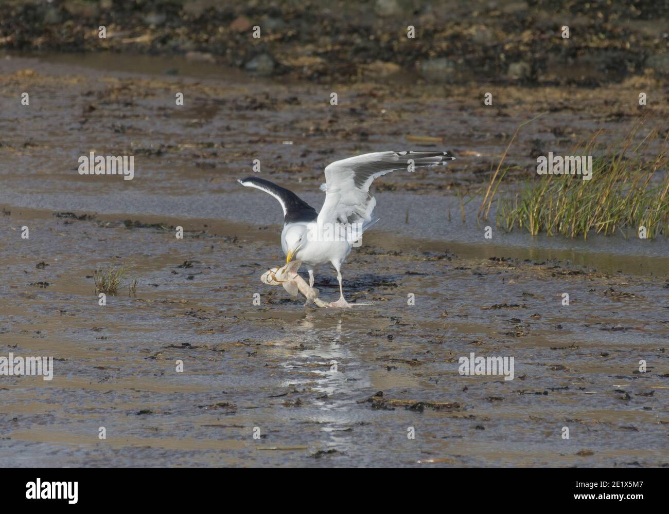 Lesser Black-backed Gull, Larus fuscus, con dogfish, sulla spiaggia, Lancashire, Regno Unito Foto Stock
