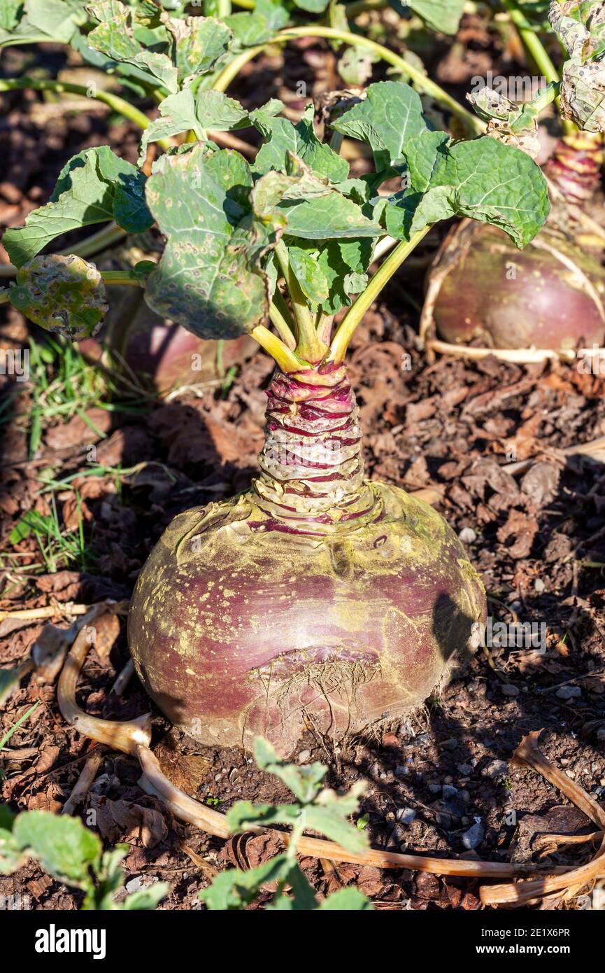 Brassica napus 'Tweed' sudore (rapa) una pianta vegetale autunnale i cui semi sono piantati in primavera e ha benefici per la salute a causa della sua nutrizione un Foto Stock