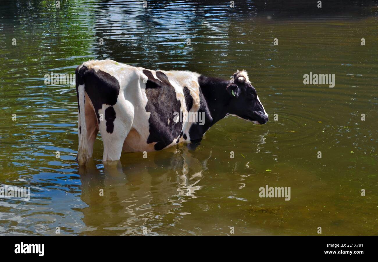 Black and White Cow in piedi in acqua potabile Foto Stock