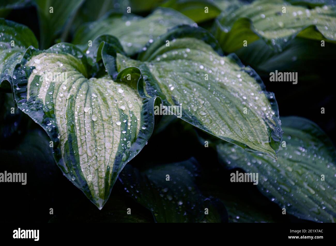 Foglie bagnate di Hoca Fortunei Gold Standard su una piovosa giorno Foto Stock