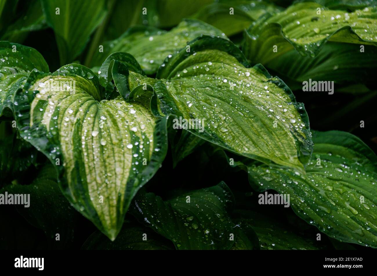 Foglie bagnate di Hoca Fortunei Gold Standard su una piovosa giorno Foto Stock