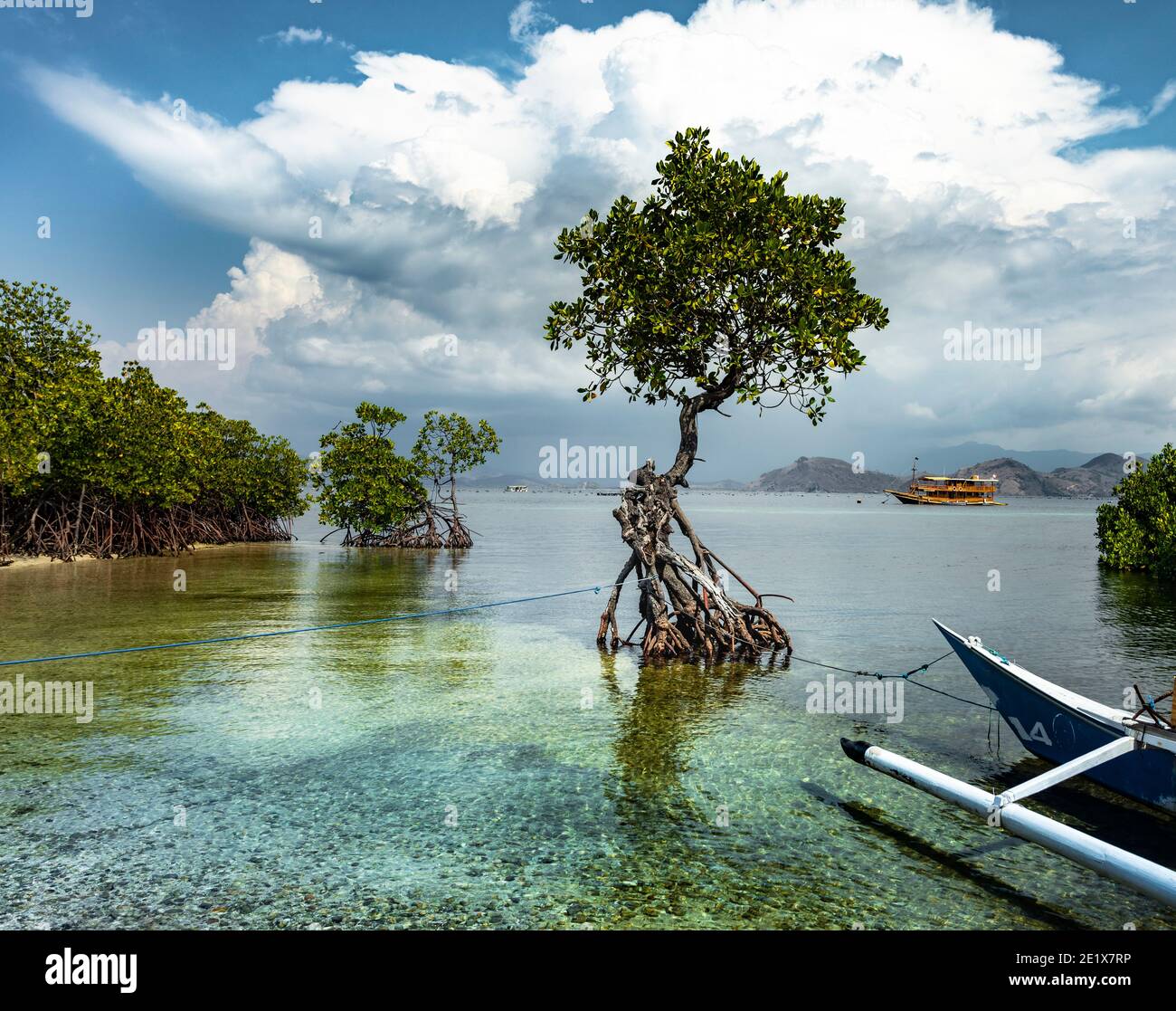 Verde lussureggiante mangrovie nel Parco Marino Nazionale di Komodo, Flores con una barca di spedizione sullo sfondo Foto Stock