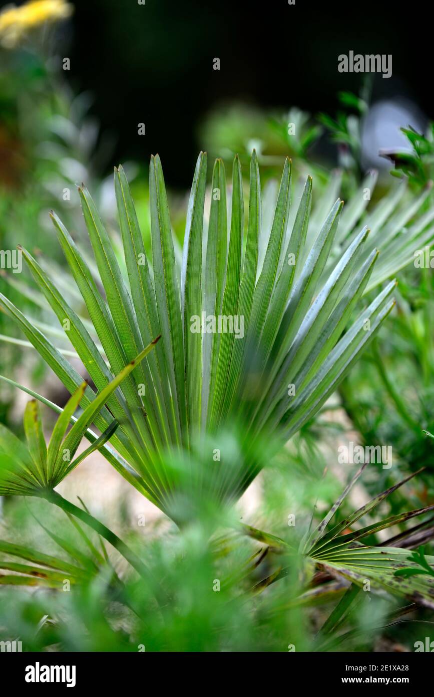 Principessa di trachycarpus, palma, palme, palme, fronte, fronde, foglie verdi, verde fogliame, RM Floral Foto Stock