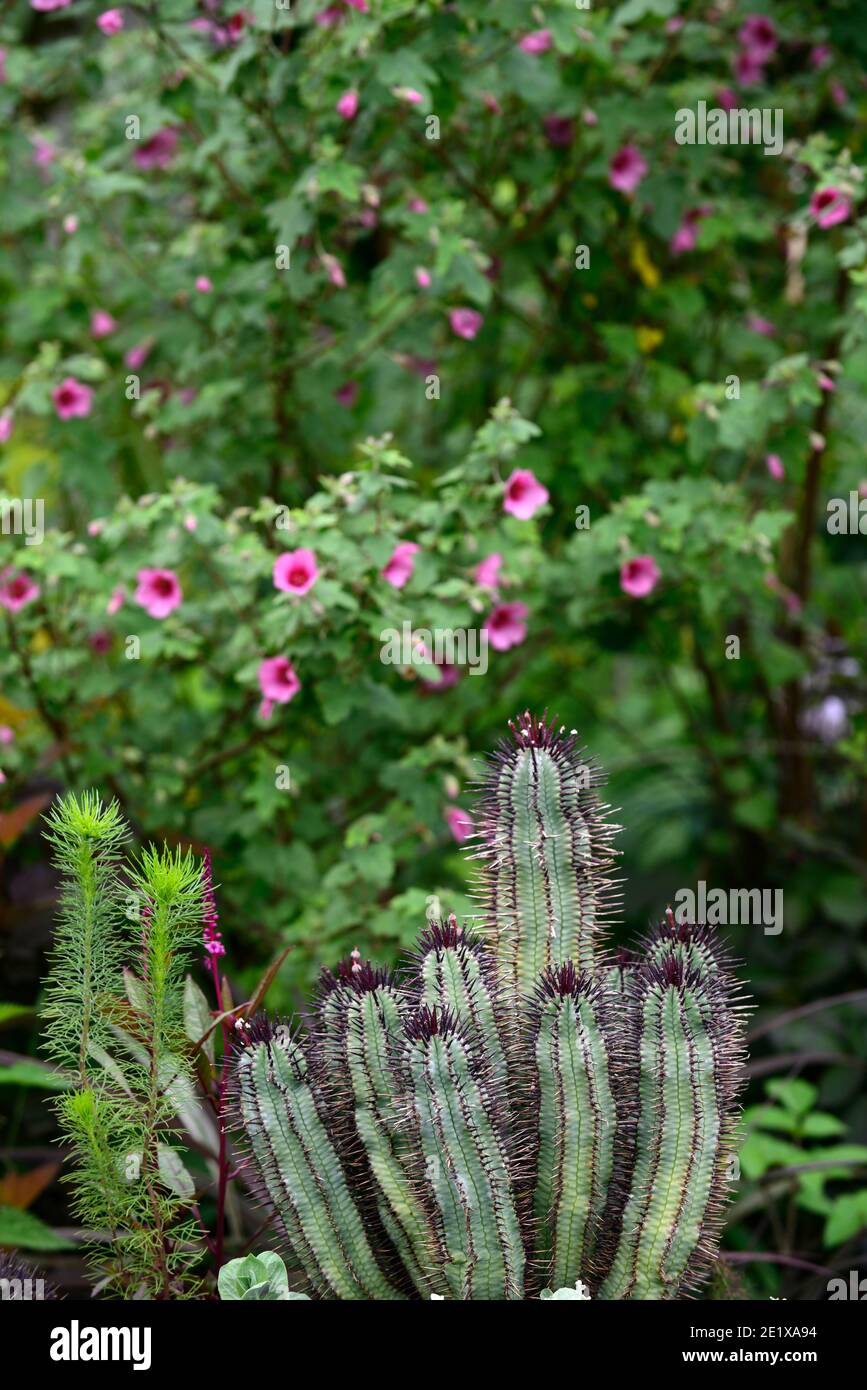 cactus giardino,cactus,succulente,succulenti,impianto misto,succulenti e perenni,anisodontea capensis el rayo,malda africana El Rayo, Anisodont Foto Stock