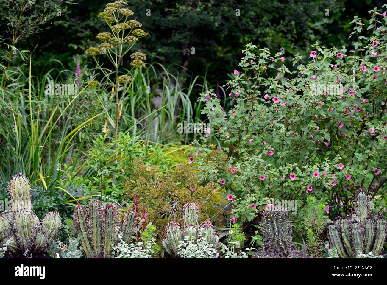 cactus giardino,cactus,succulente,succulenti,impianto misto,succulenti e perenni,Phytolacca icosandra,anisodontea capensis el rayo,Africano mal Foto Stock