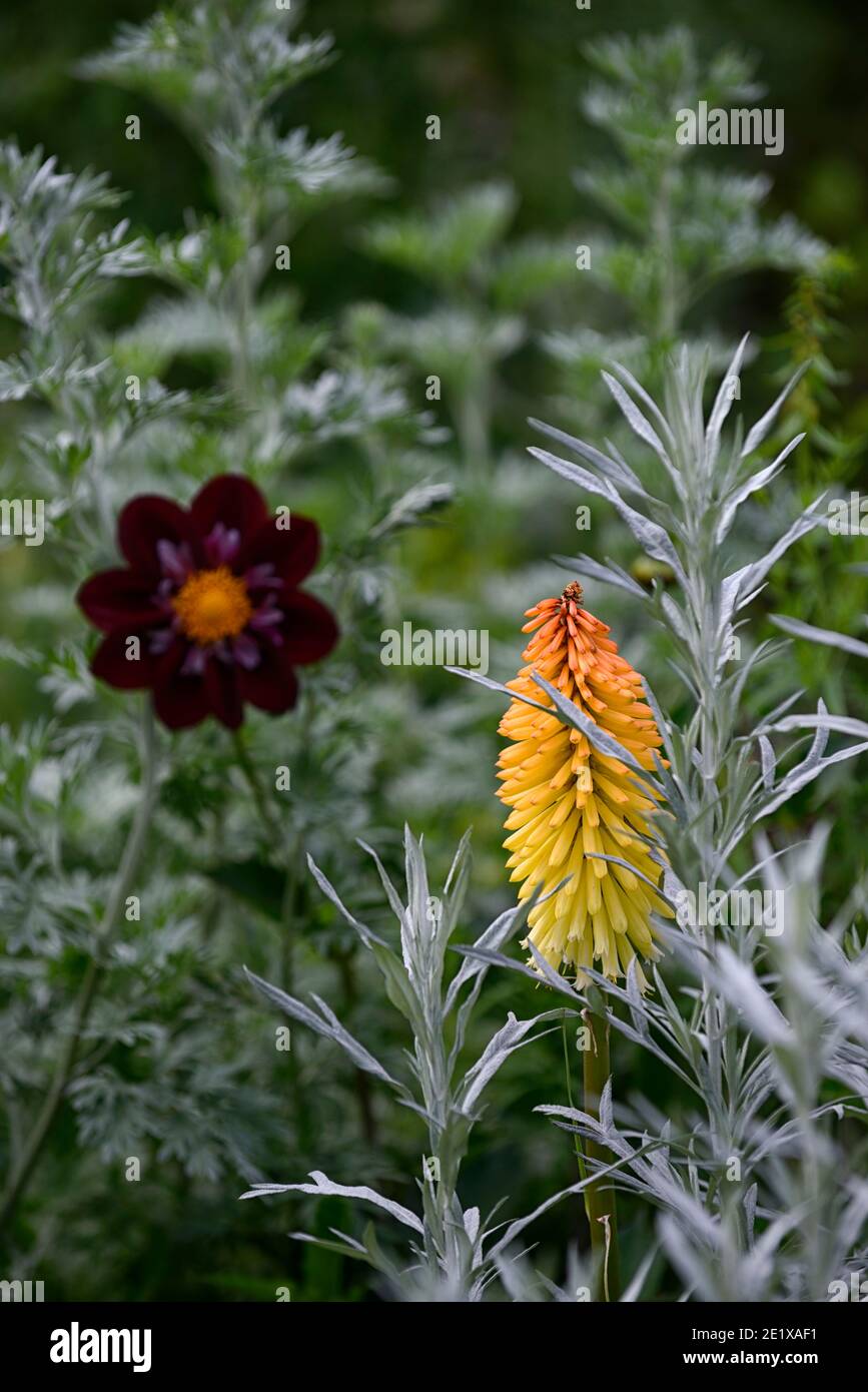 Dahlia Night Butterfly, artemisia ludoviciana valerie finnis, kniphia pocò arancio, dahlias e artemesia, viola mirtilli rossi fiori rigati bianchi, fiore Foto Stock