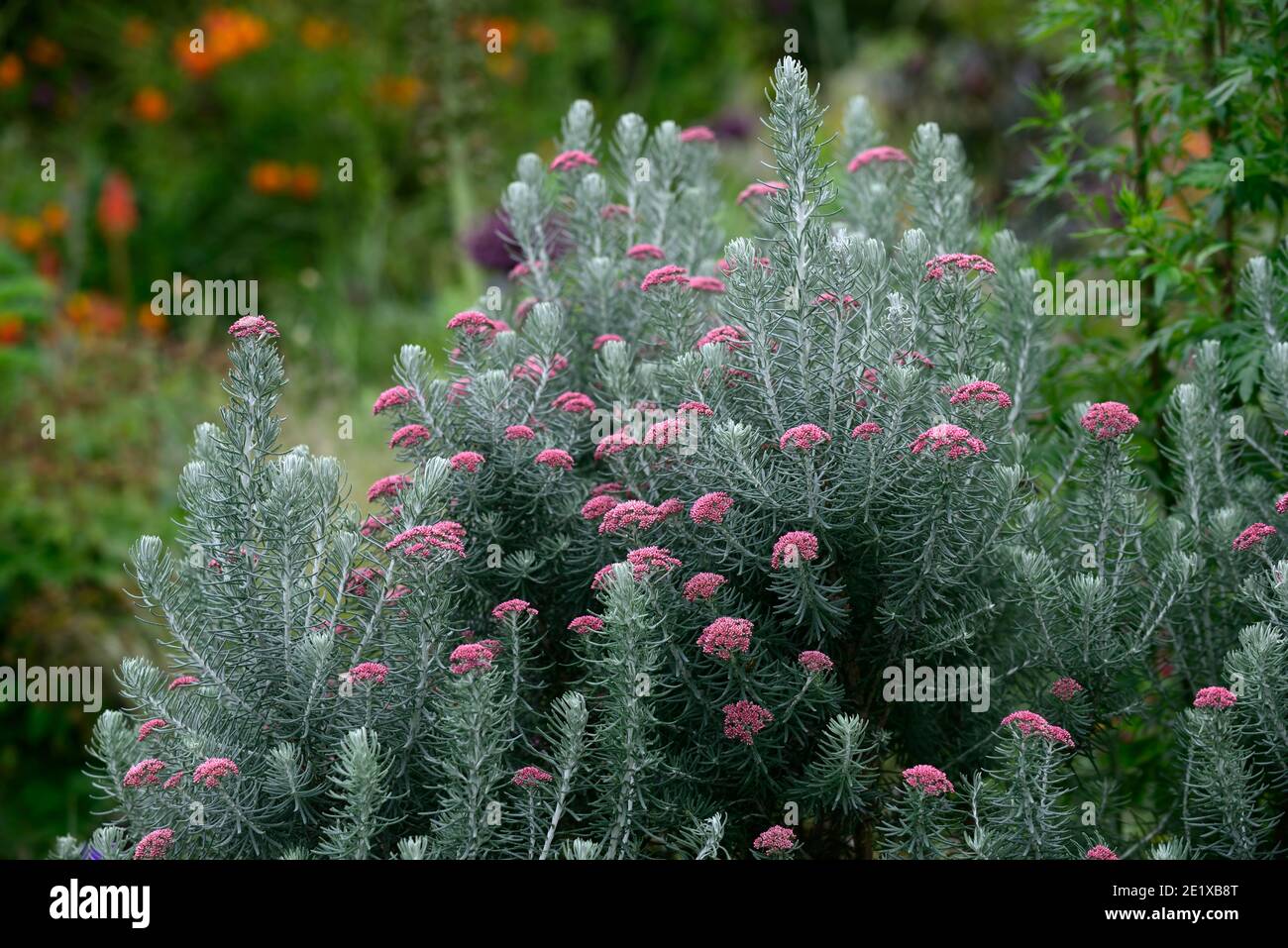 Ozothamnus rosmarinifolius Giubileo d'Argento, rosmarino Giubileo d'Argento, rosmarino eterno, tenero arbusto sempreverde, argento foglie grigio-verdi, corym denso Foto Stock