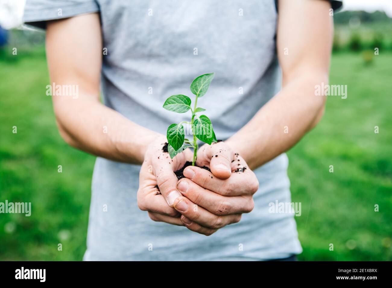 Primo piano uomo che tiene la pianta giovane in mani contro sfondo verde primavera. Ecologia e giardino primaverile concetto Foto Stock