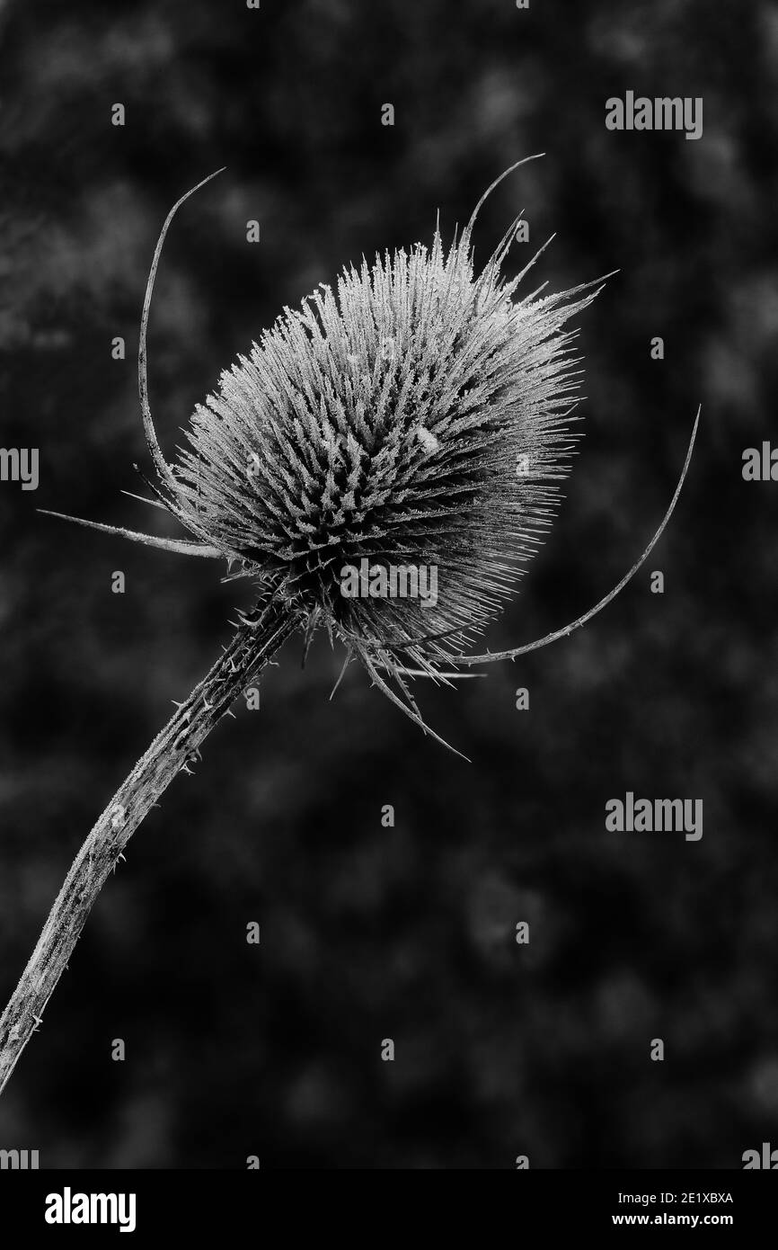 Testa di mare dipsacus fullonum (Teasel) Foto Stock