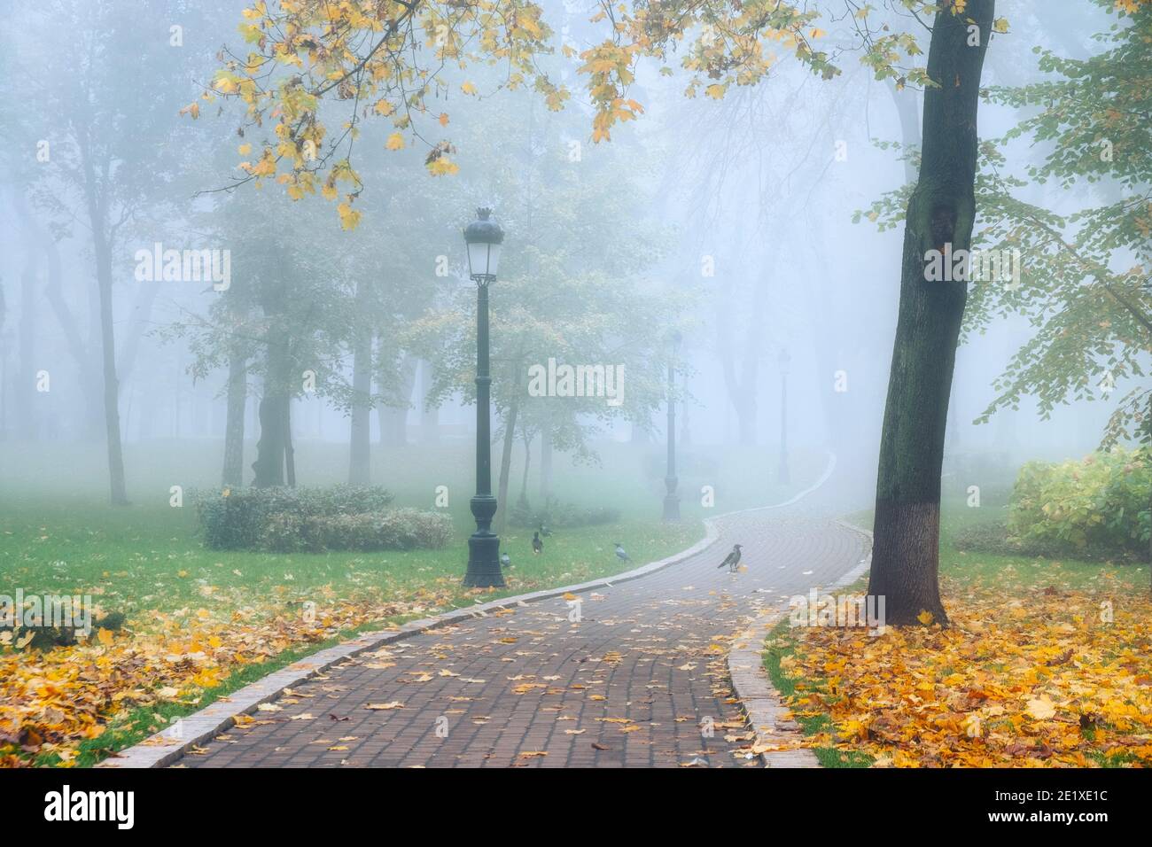 Una nebbiosa mattina paesaggio autunnale, un parco antico vicolo di nebbia. Grande Quercia city park alley Foto Stock