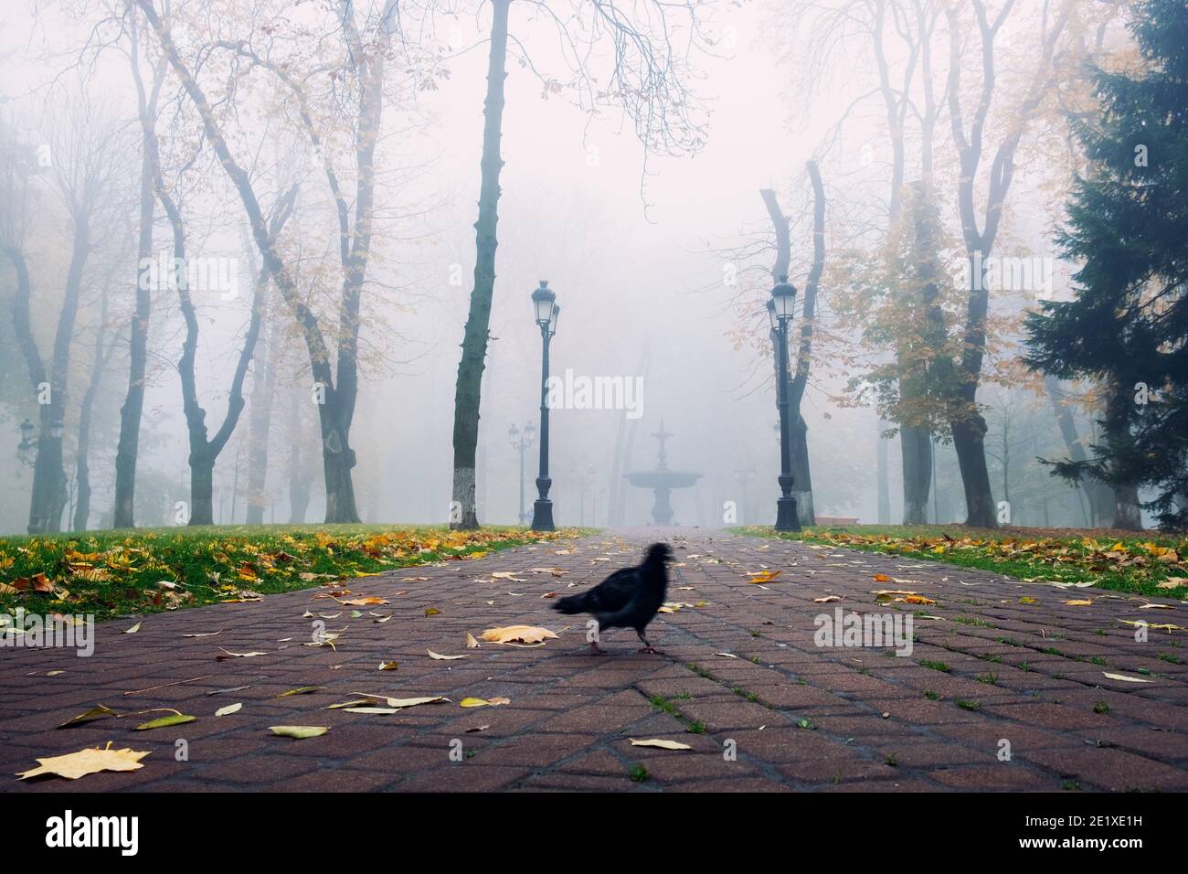 Una nebbiosa mattina paesaggio autunnale, un parco antico vicolo di nebbia. Grande Quercia city park alley Foto Stock