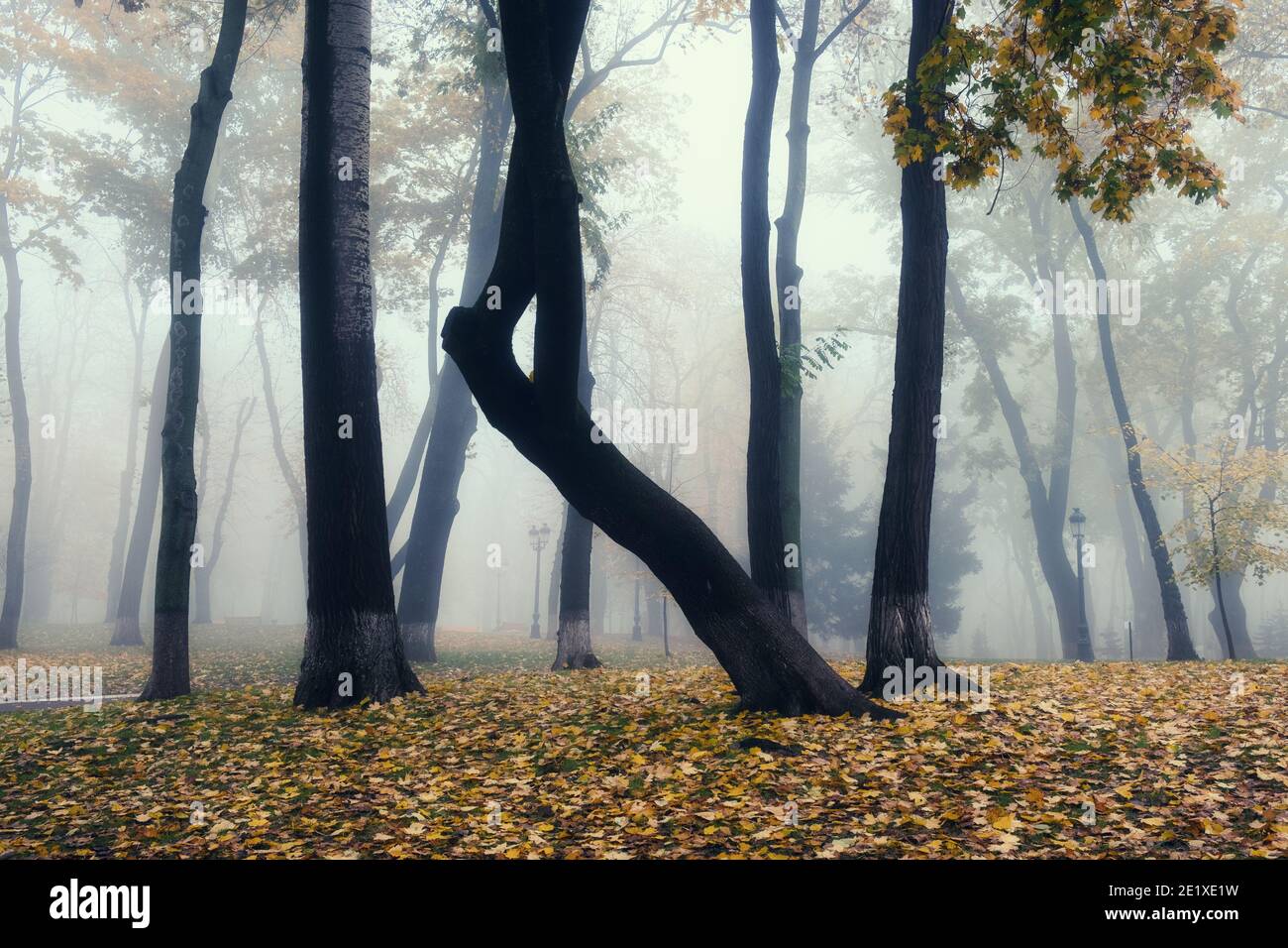 Una nebbiosa mattina paesaggio autunnale, un parco antico vicolo di nebbia. Grande Quercia city park alley Foto Stock