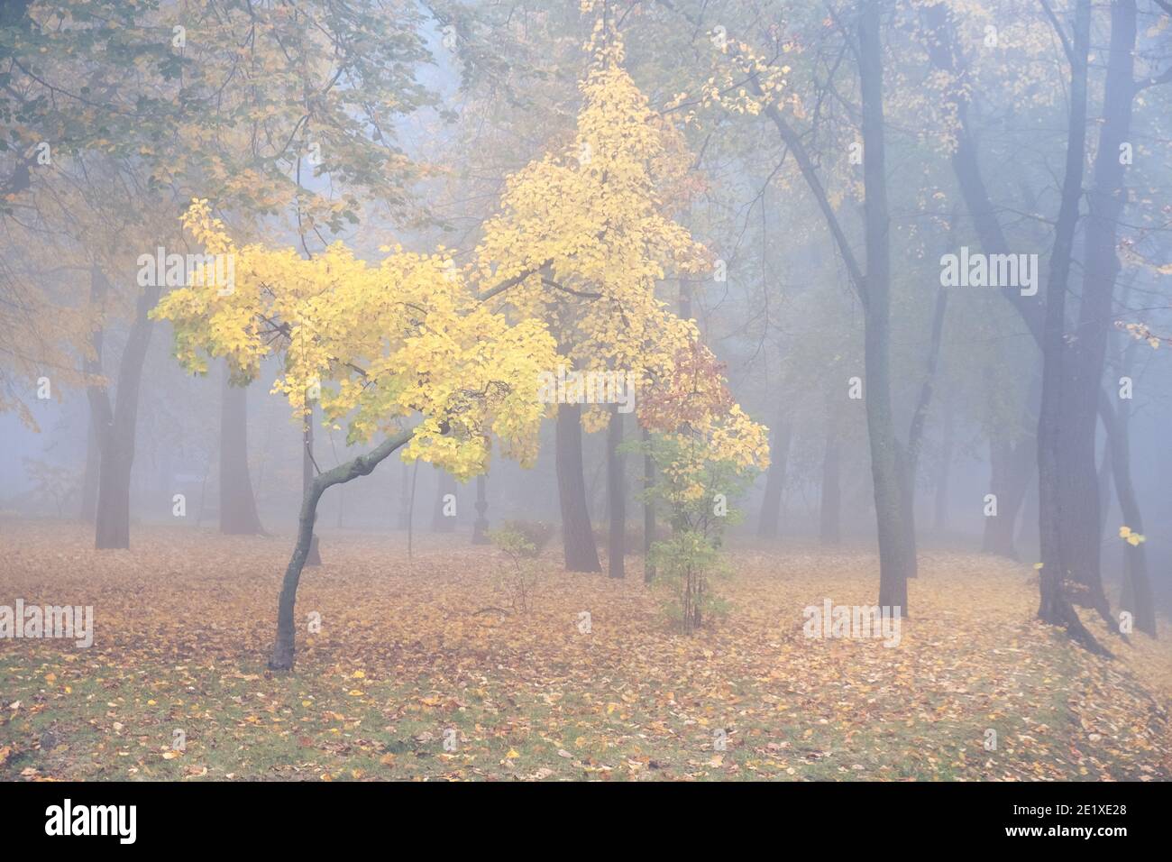 Una nebbiosa mattina paesaggio autunnale, un parco antico vicolo di nebbia. Grande Quercia city park alley Foto Stock