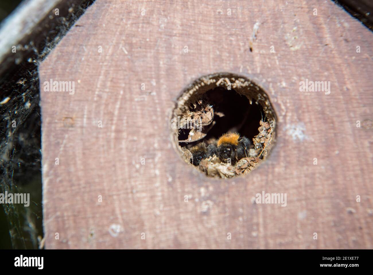 Primo piano sull'ingresso dell'alveare di una colonia di api di alberi in una scatola di nidificazione di uccelli inutilizzata, Sheffield Foto Stock
